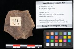 Foto (Objekt + Etikett) von Widdringtonia ungeri Endl. (NHMW-GEO-2024-0188-0131)